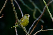 Greenfinch